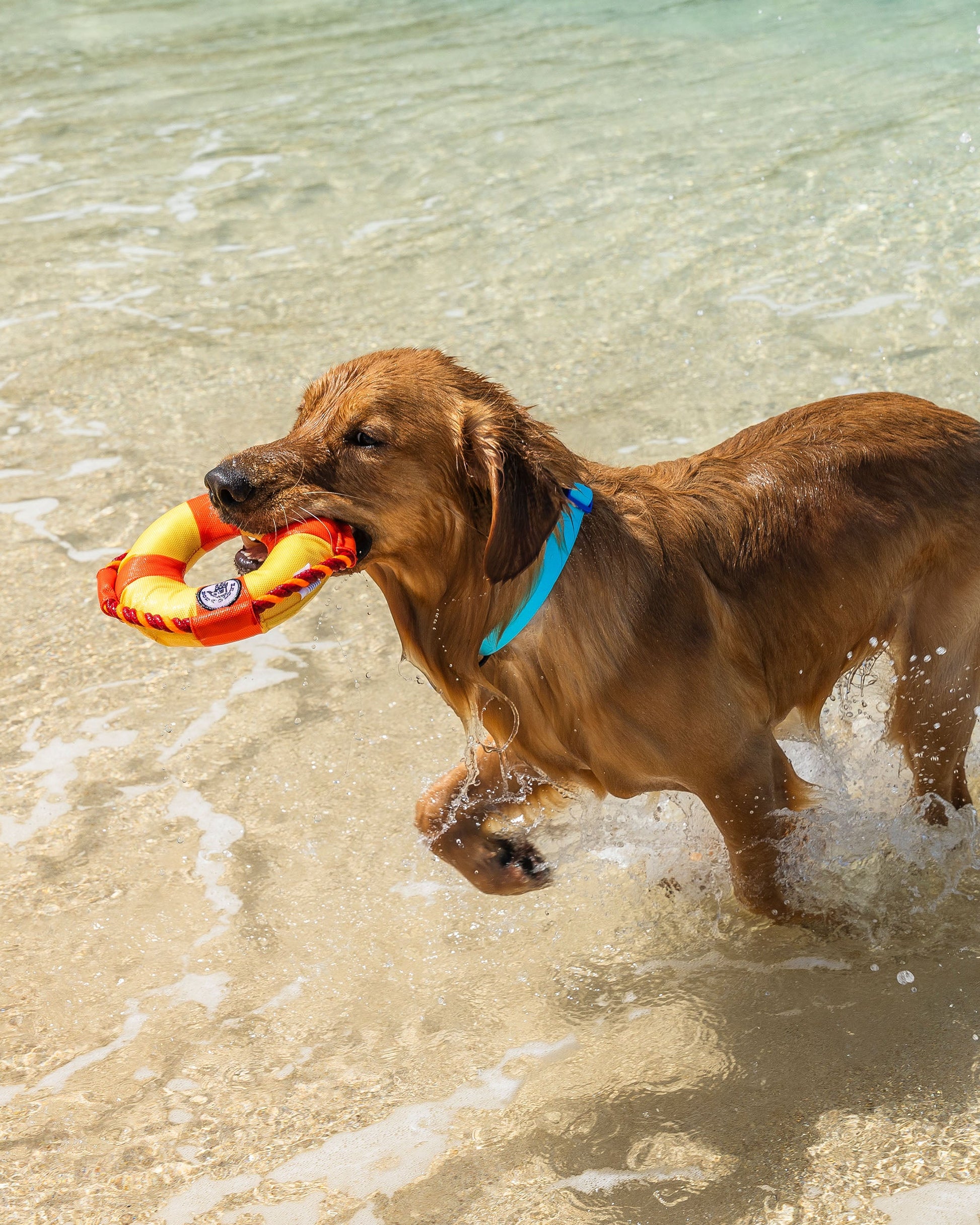 Life Ring Dog Toy - Orange