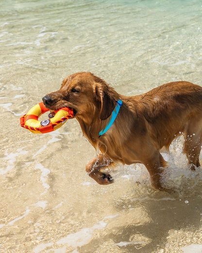 Life Ring Dog Toy - Orange