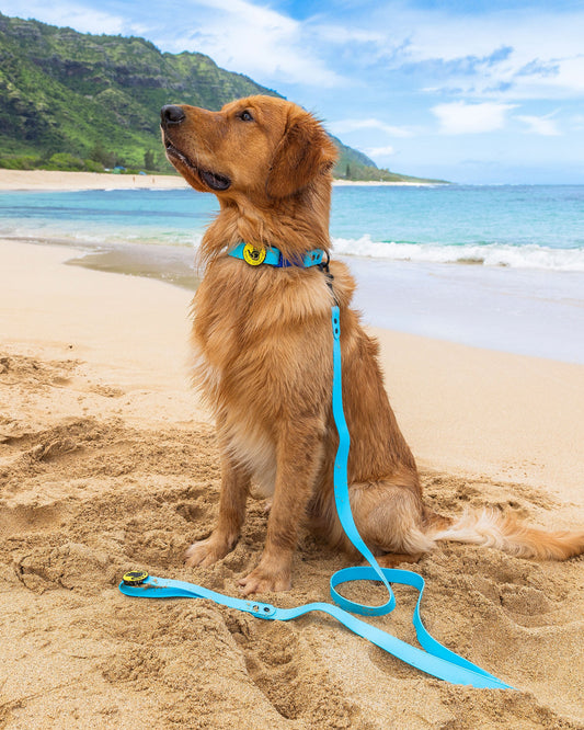 Waterproof Leash - Teal