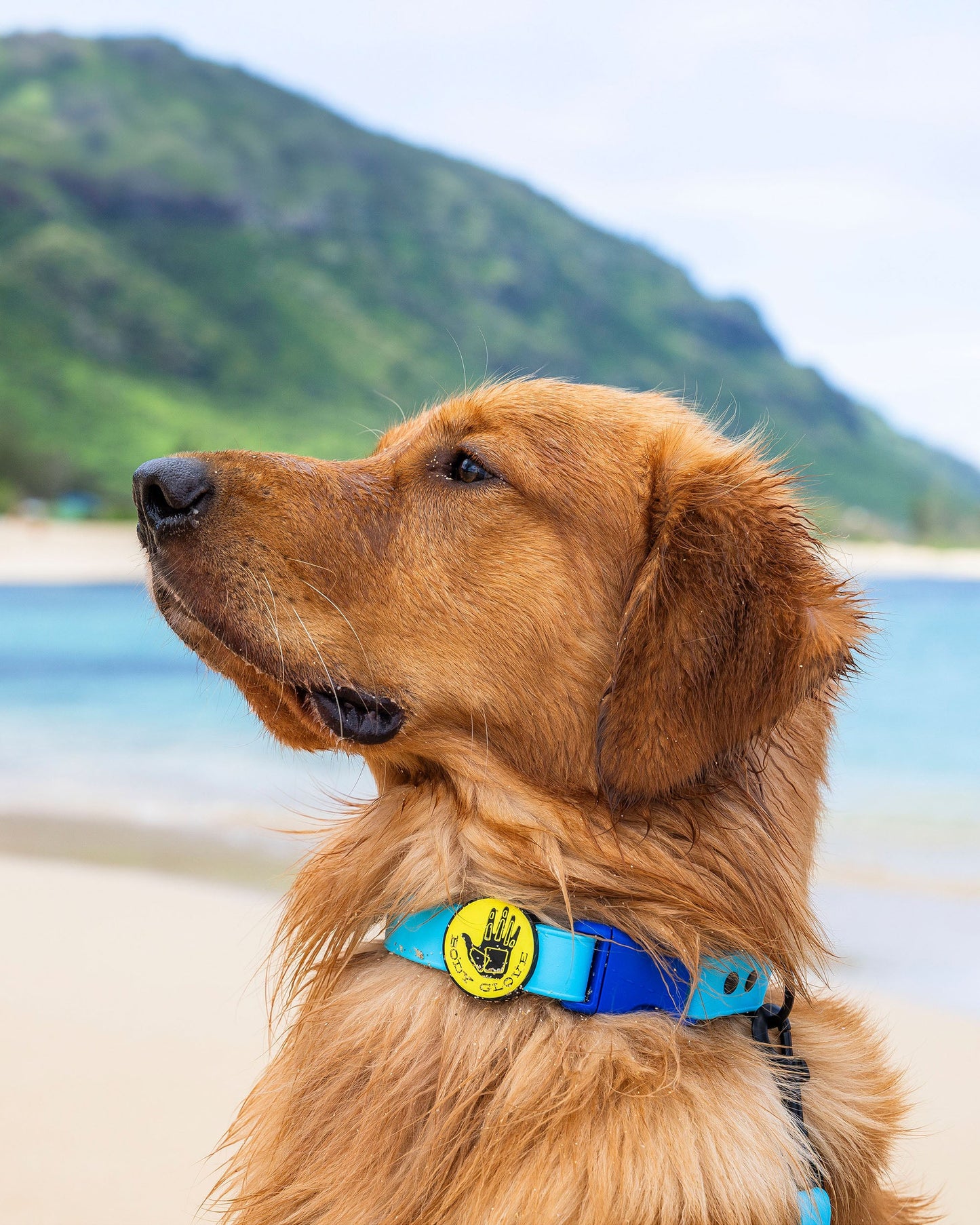 Waterproof Leash - Teal